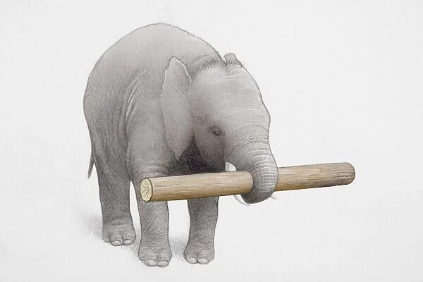 Elephant holding log of wood in trunk