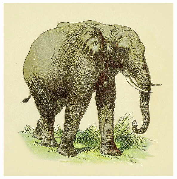 Elephant illustration 1897