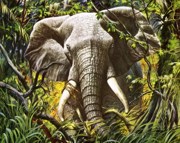 Framed Print : Elephant in the Jungle Framed Print : Elephant in the Jungle