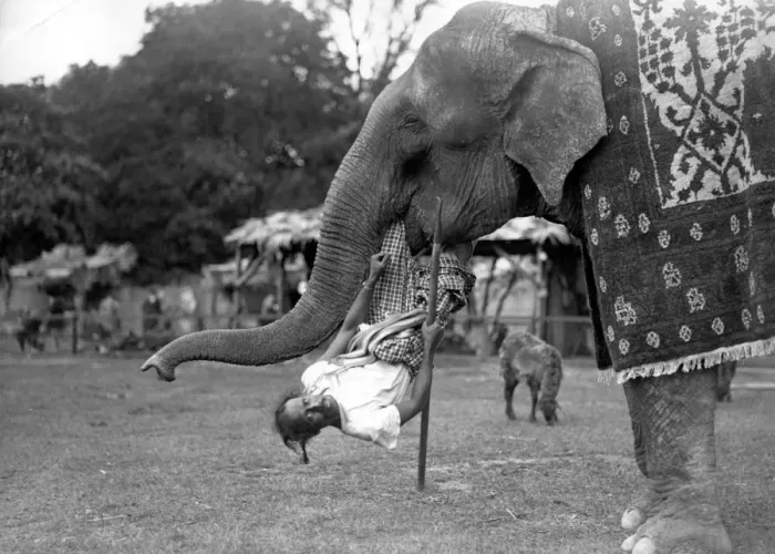 Framed Print : Elephant Lift Framed Print : Elephant Lift