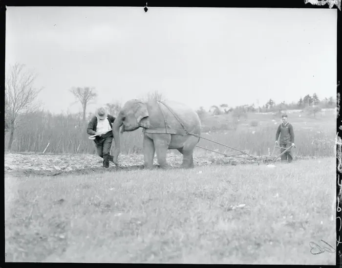 Framed Print : Elephant Plowing Field Framed Print : Elephant Plowing Field