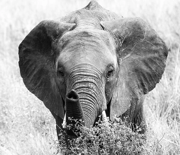 Elephant Pointing His Trunk at the Camera in Black and White in Tanzania