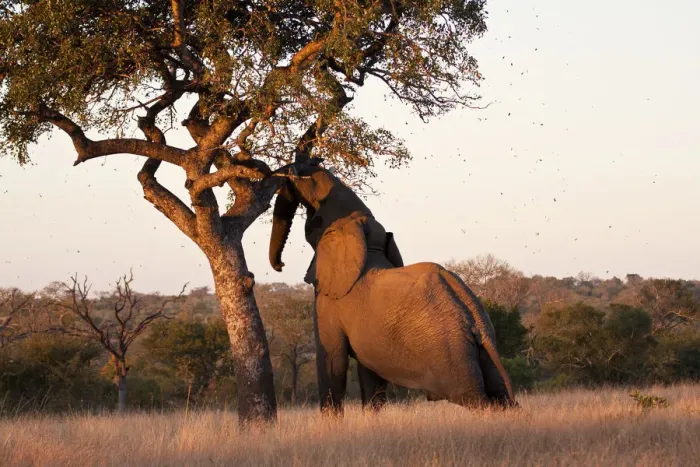 Framed Print : Elephant push marula tree high leaves falling to break Framed Print : Elephant push marula tree high leaves falling to break