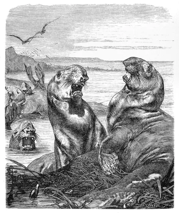 Framed Print : Elephant seal engraving 1896 Framed Print : Elephant seal engraving 1896