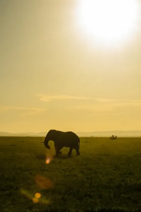 Framed Print : Elephant Silhouette