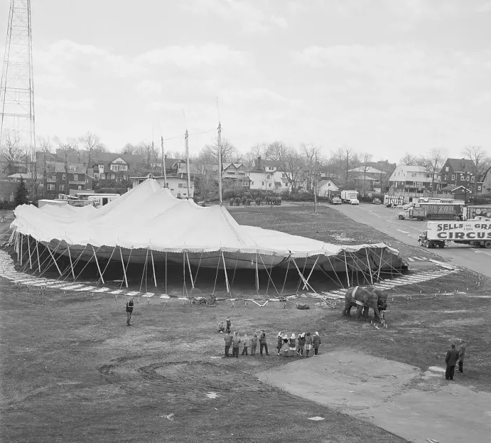 Framed Print : Elephant on Site to Raise Amusement Park Tents Framed Print : Elephant on Site to Raise Amusement Park Tents