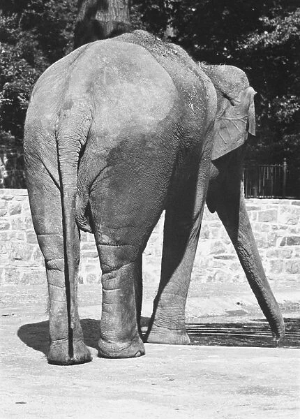 Elephant standing in corral surrounded by low stone wall, (B&W)