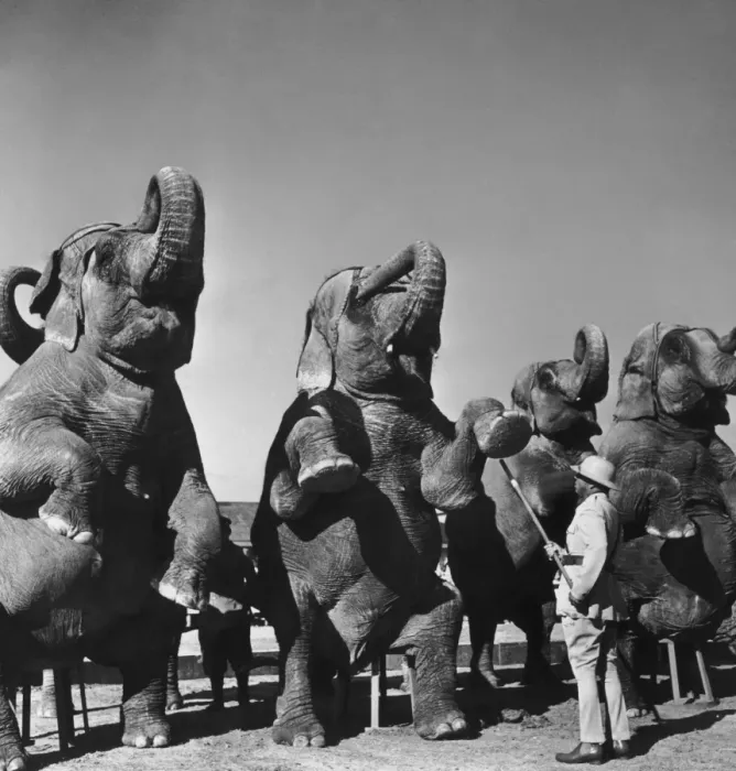 Framed Print : Elephant Training Framed Print : Elephant Training