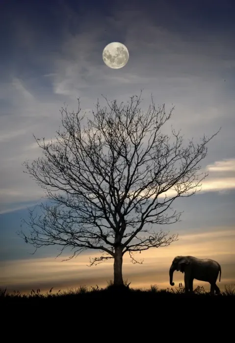 Framed Print : Elephant with tree and full moon, Portugal Framed Print : Elephant with tree and full moon, Portugal