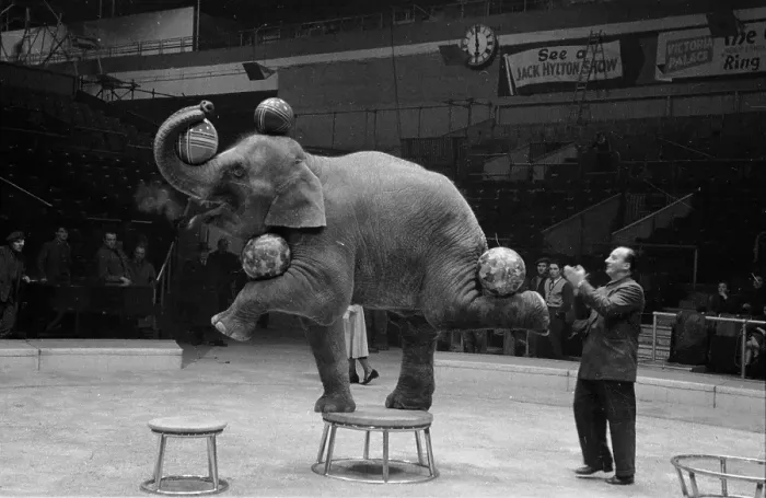 Framed Print : Elephant Trick Framed Print : Elephant Trick