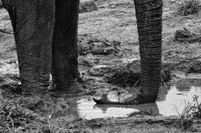 Framed Print : Elephant Trunk Framed Print : Elephant Trunk