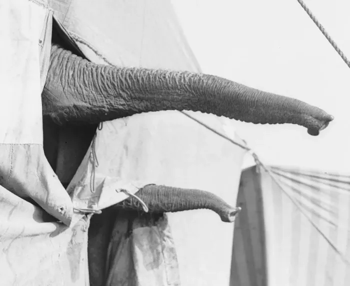 Framed Print : Elephant Trunks Framed Print : Elephant Trunks