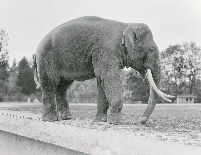 Framed Print : Elephant with Tusk Framed Print : Elephant with Tusk