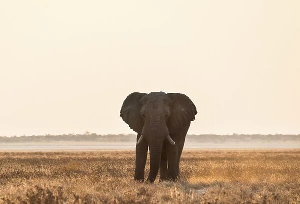 Elephant walking over the dry grasslands, African Elephant -Loxodonta africana-, Etosha National Park, Namibia