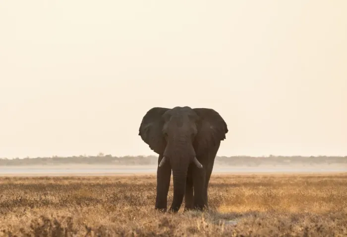 Framed Print : Elephant walking over the dry grasslands, African Elephant -Loxodonta africana-, Etosha National Park, Namibia Framed Print : Elephant walking over the dry grasslands, African Elephant -Loxodonta africana-, Etosha National Park, Namibia