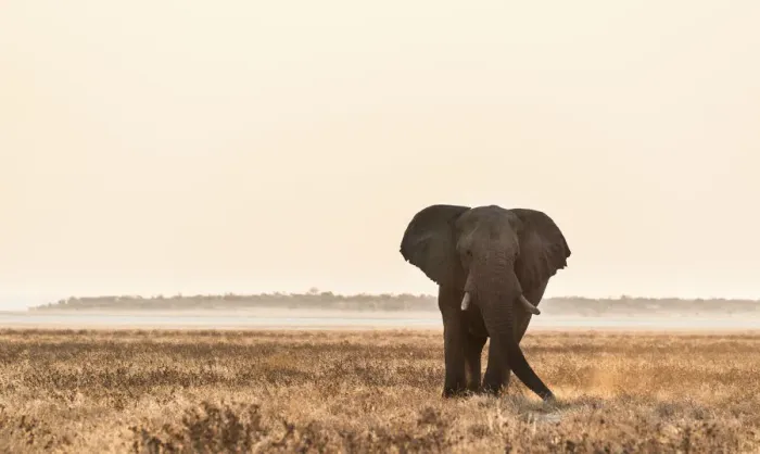 Framed Print : Elephant walking over the dry grasslands, African Elephant -Loxodonta africana-, Etosha National Park, Namibia