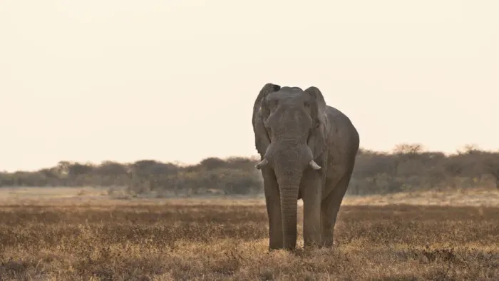 Framed Print : Elephant walking in dry grasslands, African Elephant -Loxodonta africana-, Etosha National Park, Namibia