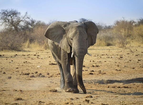 Elephant walking on dusty ground, African Elephant -Loxodonta africana-, Etosha National Park, Namibia