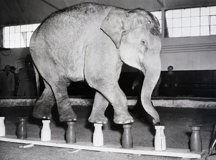 Framed Print : Elephant Walking On Milk Bottles Framed Print : Elephant Walking On Milk Bottles