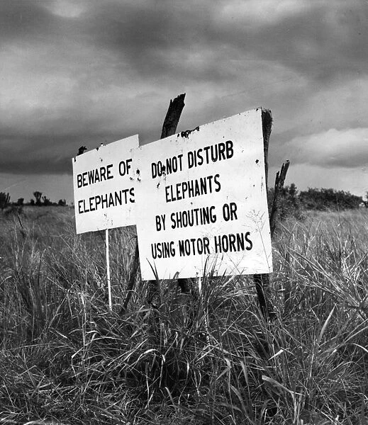 Elephant Warning