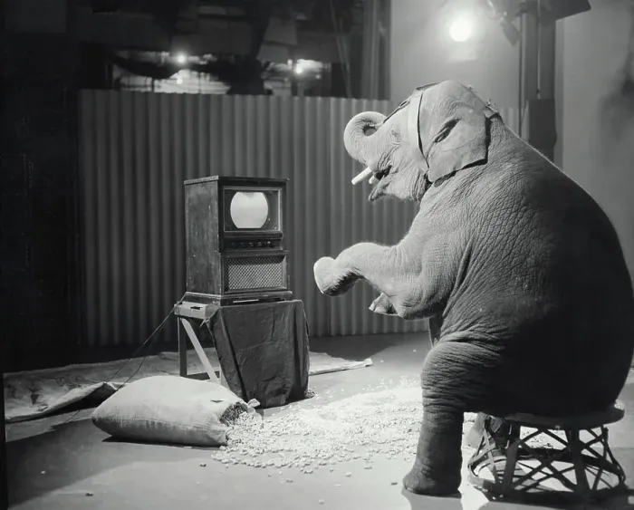 : Elephant Watching Television : Elephant Watching Television