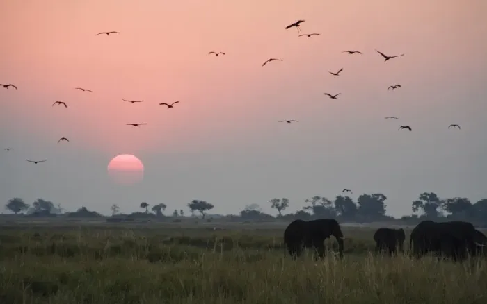 Framed Print : Elephants and birds in wildlife refuge Framed Print : Elephants and birds in wildlife refuge