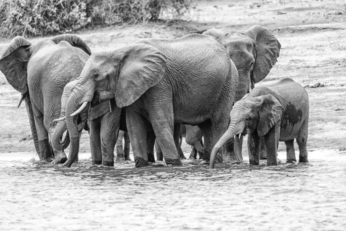 Framed Print : Elephants in black and white Framed Print : Elephants in black and white