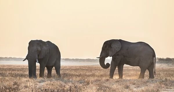 Two elephants in the evening light on dry grassland, African Elephant -Loxodonta africana-, Etosha National Park, Namibia