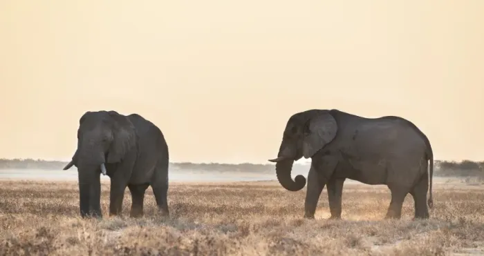 Framed Print : Two elephants in the evening light on dry grassland, African Elephant -Loxodonta africana-, Etosha National Park, Namibia Framed Print : Two elephants in the evening light on dry grassland, African Elephant -Loxodonta africana-, Etosha National Park, Namibia