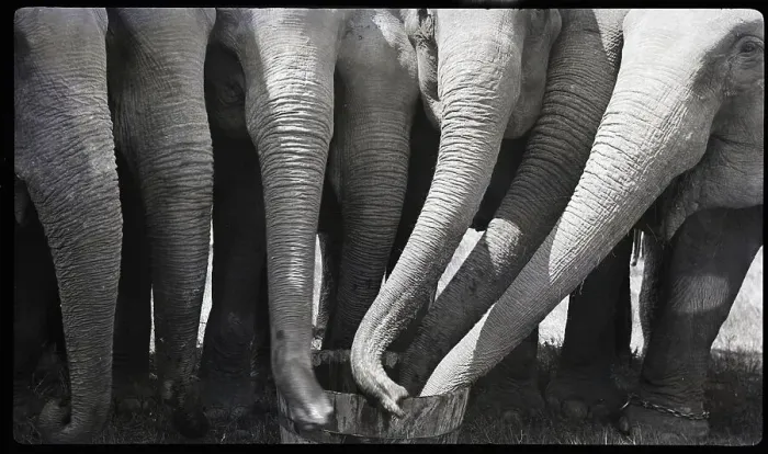 Framed Print : Elephants Feeding from Bucket Framed Print : Elephants Feeding from Bucket