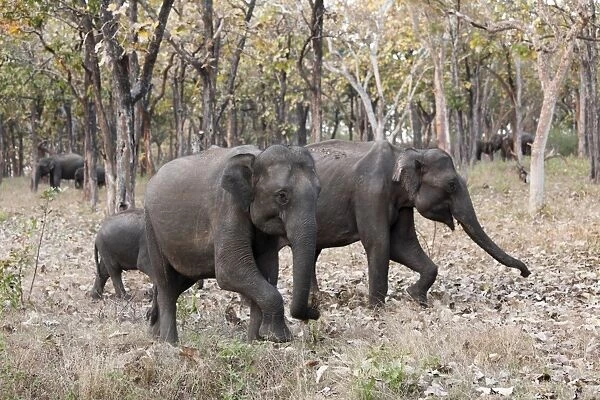Elephants in the forest, Asian or Asiatic elephant -Elephas maximus-, Mudumalai National Park, Tamil Nadu, Tamilnadu, South India, India, South Asia, Asia