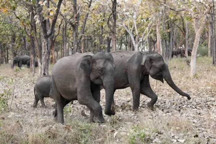 Framed Print : Elephants in the forest, Asian or Asiatic elephant -Elephas maximus-, Mudumalai National Park, Tamil Nadu, Tamilnadu, South India, India, South Asia, Asia Framed Print : Elephants in the forest, Asian or Asiatic elephant -Elephas maximus-, Mudumalai National Park, Tamil Nadu, Tamilnadu, South India, India, South Asia, Asia