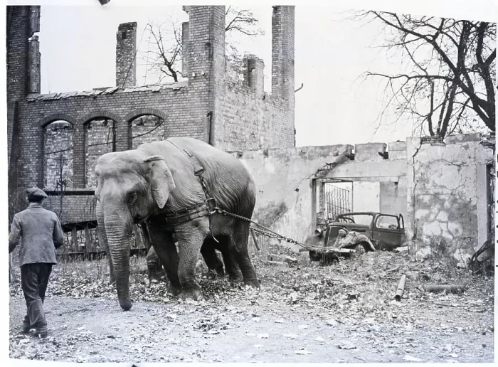 Framed Print : Elephants Haul Rubbel In Hamburg Germany Framed Print : Elephants Haul Rubbel In Hamburg Germany