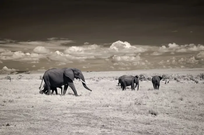 Framed Print : Elephants in Infrared, Masai Mara National Reserve, Kenya, Africa Framed Print : Elephants in Infrared, Masai Mara National Reserve, Kenya, Africa