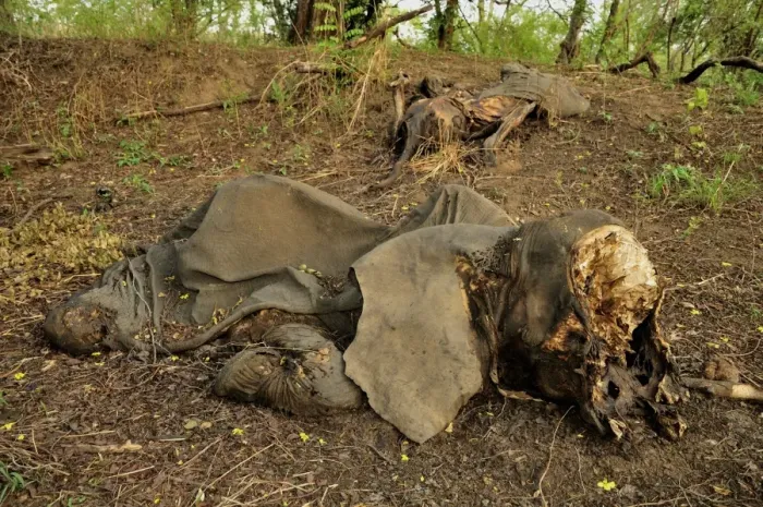 Framed Print : One of the elephants killed by Sudanese poachers on 5 March 2012, Bouba-Ndjida National Park, Cameroon, Central Africa, Africa Framed Print : One of the elephants killed by Sudanese poachers on 5 March 2012, Bouba-Ndjida National Park, Cameroon, Central Africa, Africa