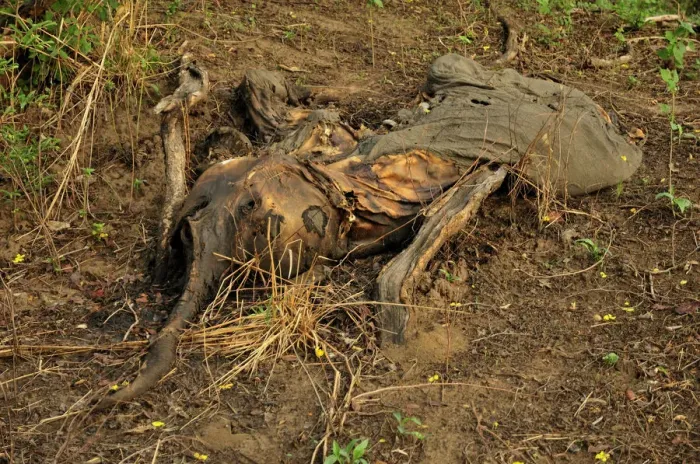 Framed Print : One of the elephants killed by Sudanese poachers on 5 March 2012, Bouba-Ndjida National Park, Cameroon, Central Africa, Africa Framed Print : One of the elephants killed by Sudanese poachers on 5 March 2012, Bouba-Ndjida National Park, Cameroon, Central Africa, Africa