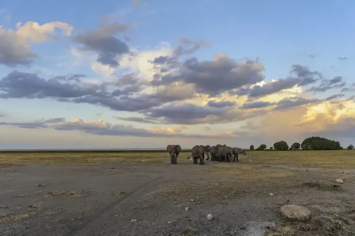 Framed Print : Elephants in landscape at sunset waiting to cross road, Amboseli National Park, Kenya, Africa Framed Print : Elephants in landscape at sunset waiting to cross road, Amboseli National Park, Kenya, Africa