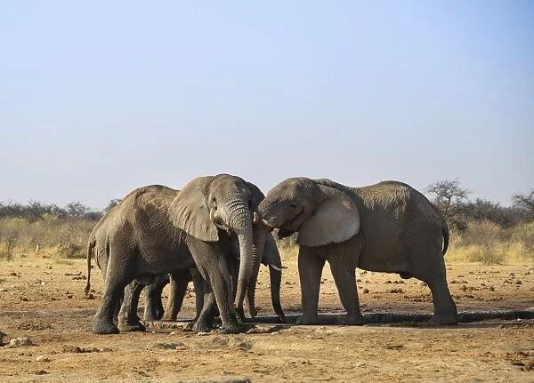 Two elephants playfully fighting, African Elephant -Loxodonta africana-, Etosha National Park, Tsumcor waterhole, Namibia