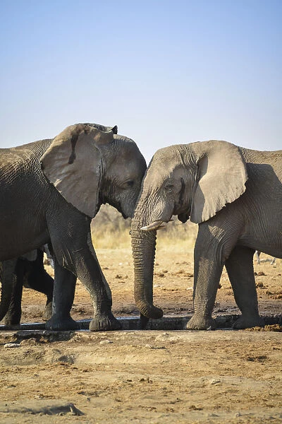 Two elephants playfully fighting, African Elephant -Loxodonta africana-, Etosha National Park, Tsumcor waterhole, Namibia