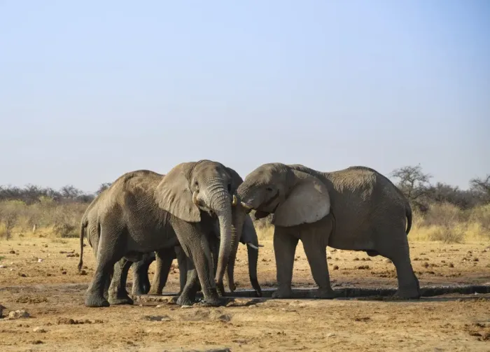 Framed Print : Two elephants playfully fighting, African Elephant -Loxodonta africana-, Etosha National Park, Tsumcor waterhole, Namibia Framed Print : Two elephants playfully fighting, African Elephant -Loxodonta africana-, Etosha National Park, Tsumcor waterhole, Namibia