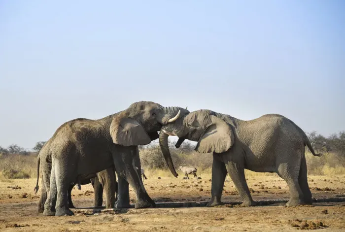 Framed Print : Two elephants playfully fighting, African Elephant -Loxodonta africana-, Etosha National Park, Tsumcor waterhole, Namibia Framed Print : Two elephants playfully fighting, African Elephant -Loxodonta africana-, Etosha National Park, Tsumcor waterhole, Namibia