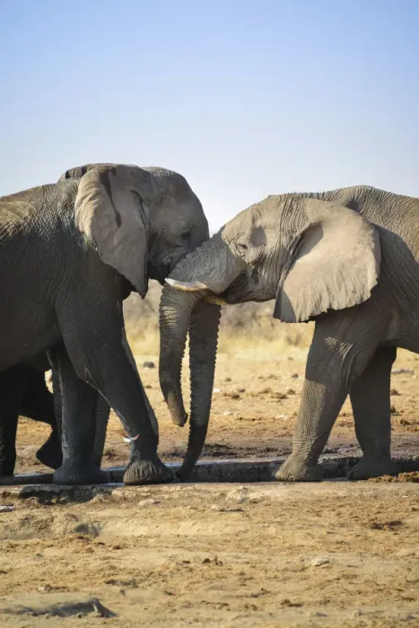 Framed Print : Two elephants playfully fighting, African Elephant -Loxodonta africana-, Etosha National Park, Tsumcor waterhole, Namibia