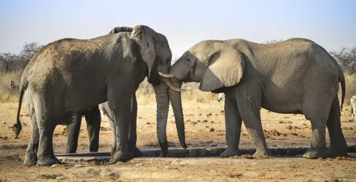 Framed Print : Two elephants playfully fighting, African Elephant -Loxodonta africana-, Etosha National Park, Tsumcor waterhole, Namibia Framed Print : Two elephants playfully fighting, African Elephant -Loxodonta africana-, Etosha National Park, Tsumcor waterhole, Namibia