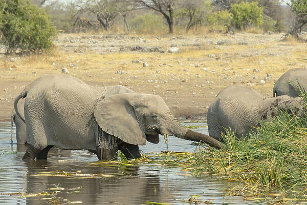 Elephants standing in the water drinking, African Elephants -Loxodonta africana-, Koinachas waterhole, Etosha National Park, Namibia