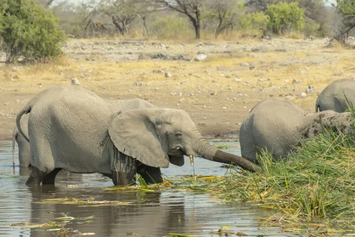 Framed Print : Elephants standing in the water drinking, African Elephants -Loxodonta africana-, Koinachas waterhole, Etosha National Park, Namibia