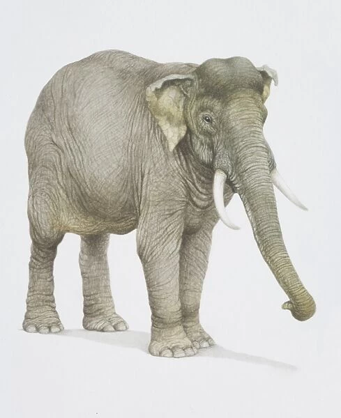 Elephas maximus, Indian Elephant