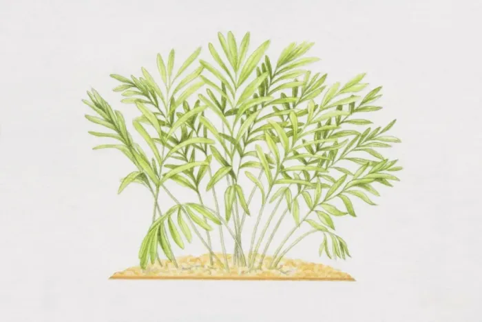 Framed Print : Elettaria cardamomum, Cardamon plant Framed Print : Elettaria cardamomum, Cardamon plant