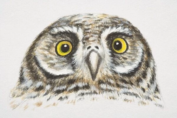 Elf Owl, Micrathene whitneyi, head and eyes, front view