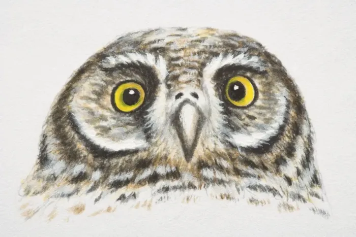 Framed Print : Elf Owl, Micrathene whitneyi, head and eyes, front view