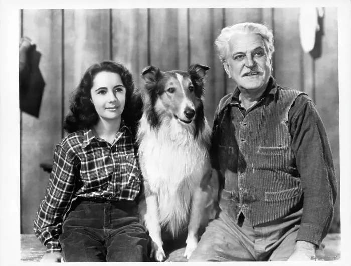Framed Print : Elizabeth Taylor And Frank Morgan In Courage Of Lassie Framed Print : Elizabeth Taylor And Frank Morgan In Courage Of Lassie